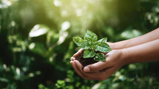 Hands holding a green seedling in soil — symbolic image for sustainable fashion, eco-friendly living, and Crew 23’s printed-to-order clothing blog post.