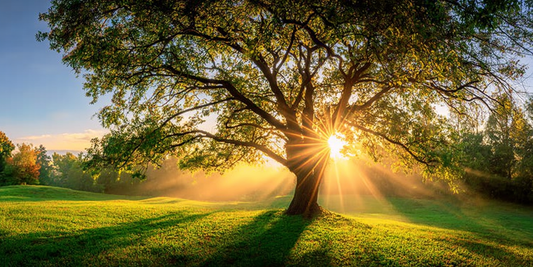 Morning sunrise shining through a large tree in a grassy field — symbolic image for romanticizing your morning routine with joy, calm, and intention.